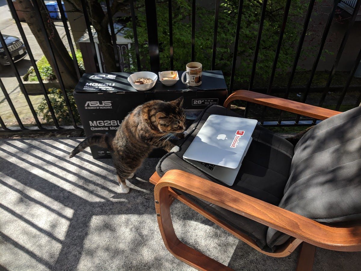 Laptop on deck chair being examined by cat.